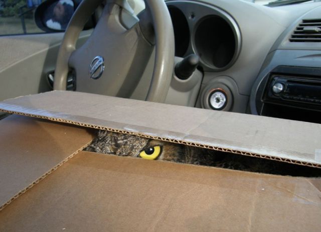 owl_in_box_03.jpg