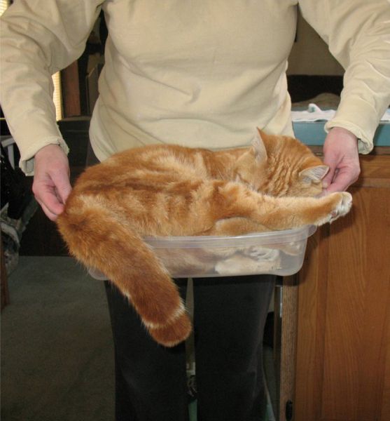 https://izismile.com/img/img3/20100426/640/a_cat_who_640_01.jpg