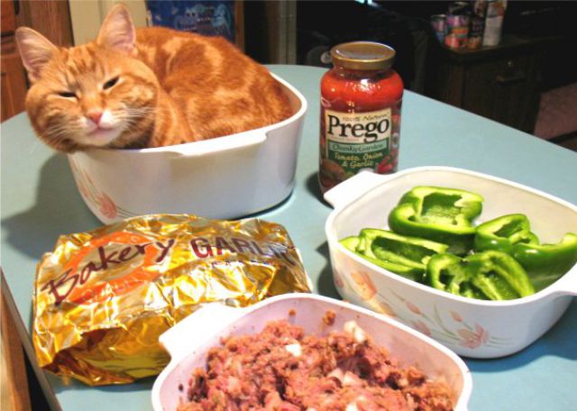 https://izismile.com/img/img3/20100426/640/a_cat_who_640_02.jpg