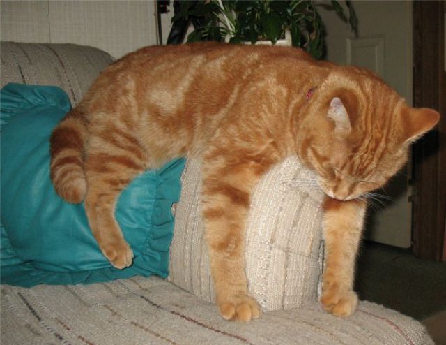 https://izismile.com/img/img3/20100426/640/a_cat_who_640_03.jpg
