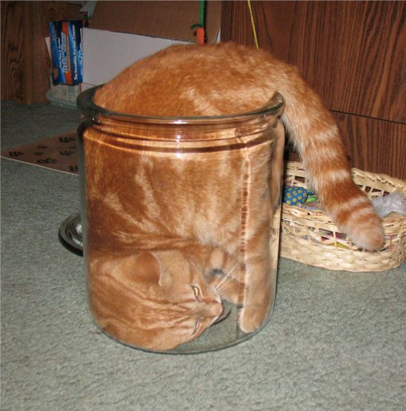 https://izismile.com/img/img3/20100426/640/a_cat_who_640_08.jpg