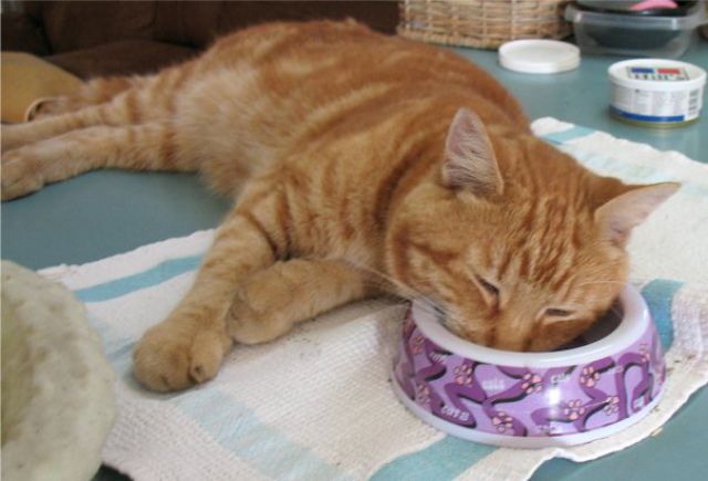 https://izismile.com/img/img3/20100426/640/a_cat_who_640_09.jpg
