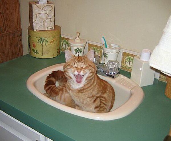 https://izismile.com/img/img3/20100426/640/a_cat_who_640_10.jpg