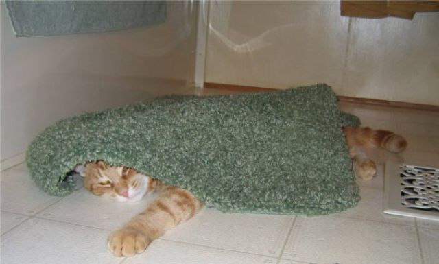 https://izismile.com/img/img3/20100426/640/a_cat_who_640_13.jpg
