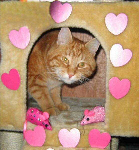 https://izismile.com/img/img3/20100426/640/a_cat_who_640_14.jpg