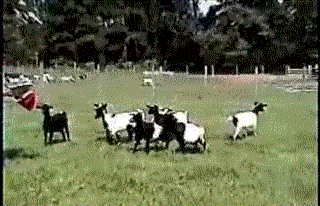 Fainting Goats (7 pics + 4 videos)