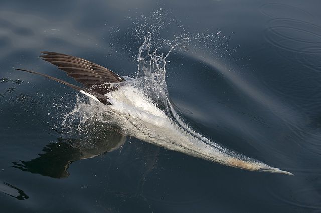 amazing_animal_closeups_640_01.jpg