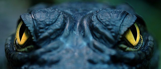 amazing_animal_closeups_640_02.jpg