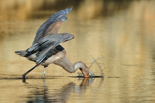 amazing_animal_closeups_640_03.jpg