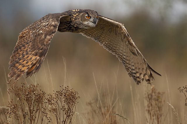 amazing_animal_closeups_640_04.jpg