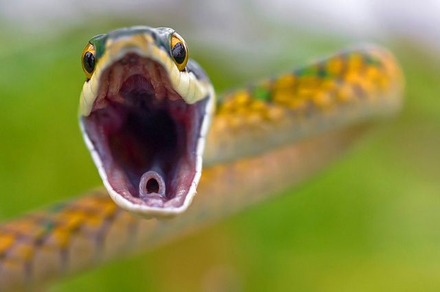 amazing_animal_closeups_640_05.jpg