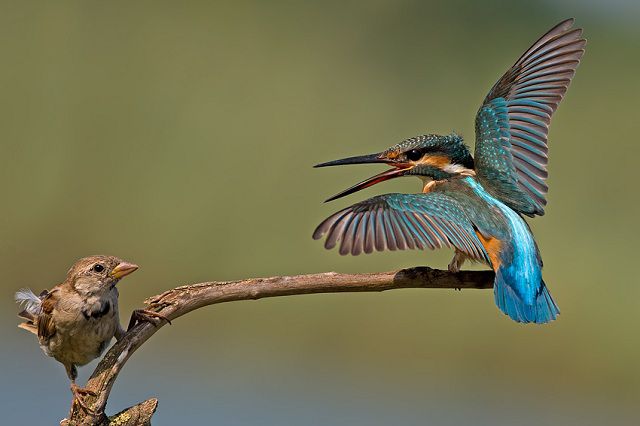 amazing_animal_closeups_640_06.jpg