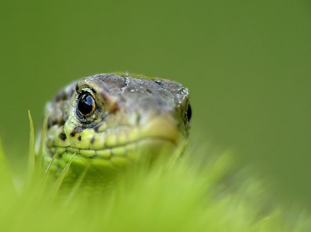 amazing_animal_closeups_640_07.jpg
