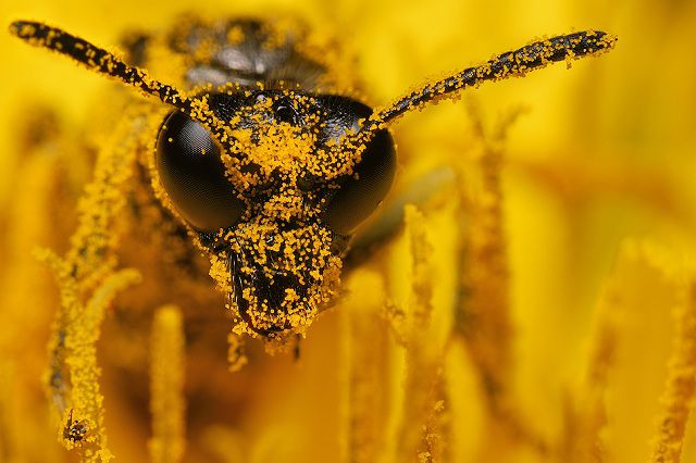 amazing_animal_closeups_640_08.jpg