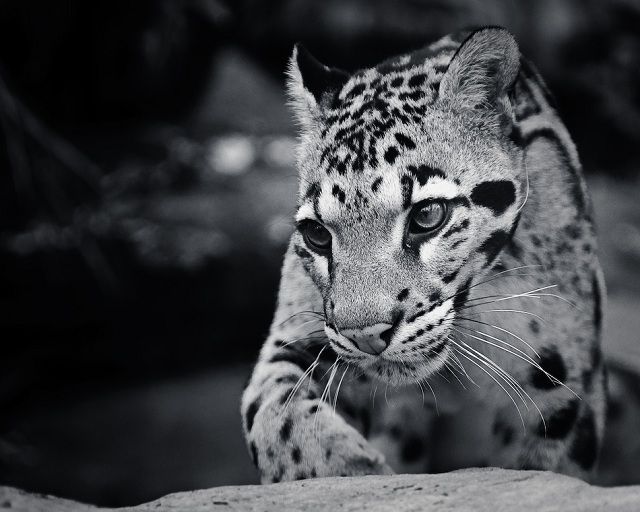 amazing_animal_closeups_640_09.jpg