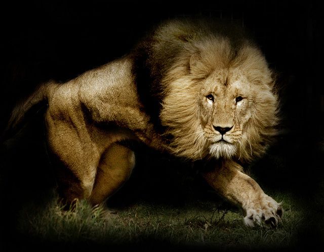 amazing_animal_closeups_640_10.jpg