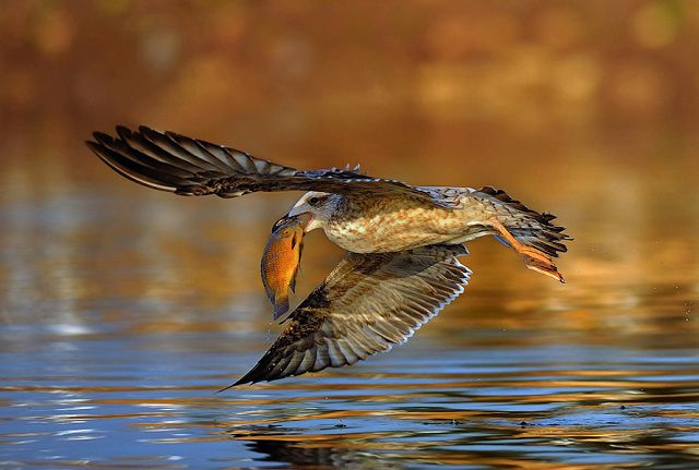amazing_animal_closeups_640_11.jpg
