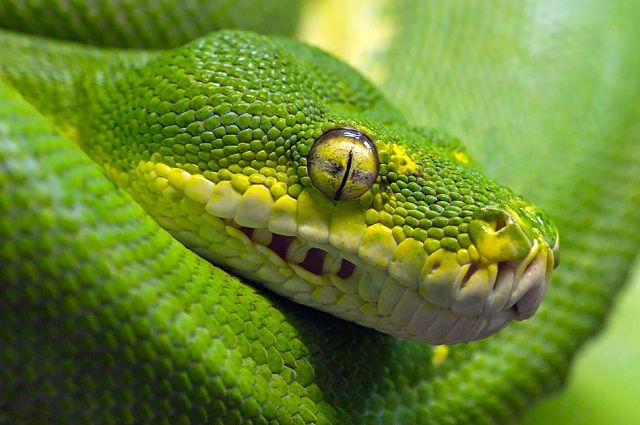 amazing_animal_closeups_640_13.jpg
