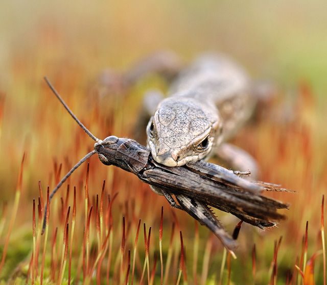amazing_animal_closeups_640_14.jpg