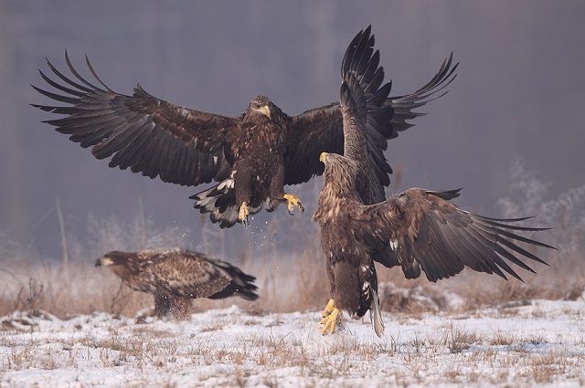 amazing_animal_closeups_640_15.jpg