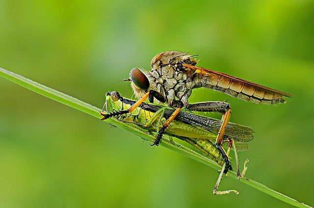 amazing_animal_closeups_640_16.jpg