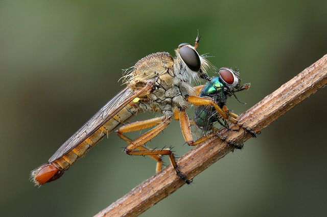 amazing_animal_closeups_640_17.jpg