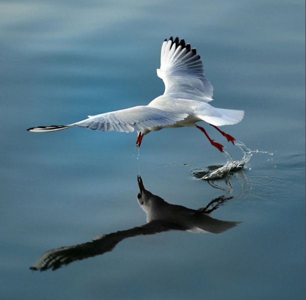 amazing_animal_closeups_640_18.jpg