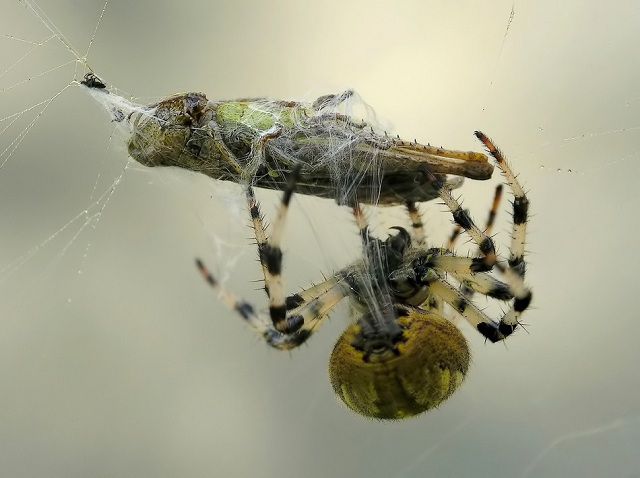 amazing_animal_closeups_640_21.jpg