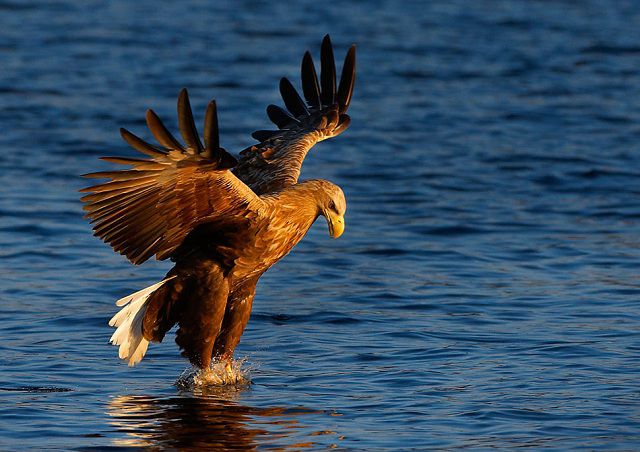 amazing_animal_closeups_640_23.jpg