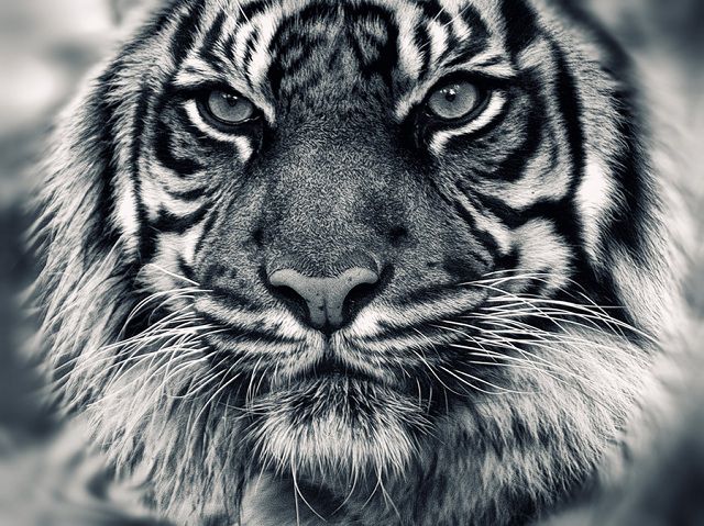 amazing_animal_closeups_640_24.jpg