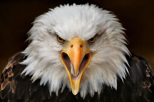amazing_animal_closeups_640_25.jpg