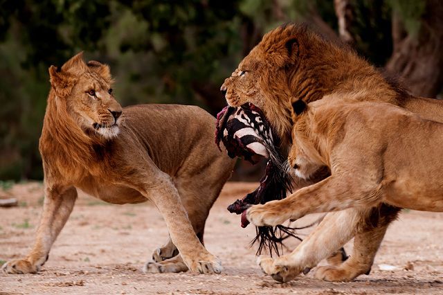 amazing_animal_closeups_640_26.jpg