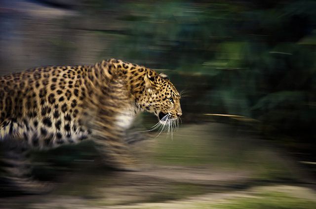 amazing_animal_closeups_640_27.jpg