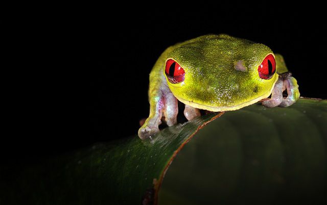 amazing_animal_closeups_640_28.jpg