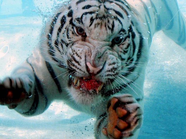 amazing_animal_closeups_640_29.jpg