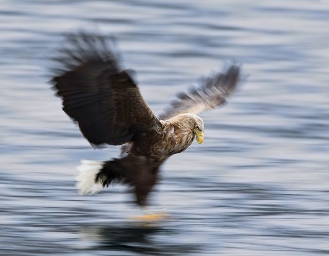 amazing_animal_closeups_640_31.jpg