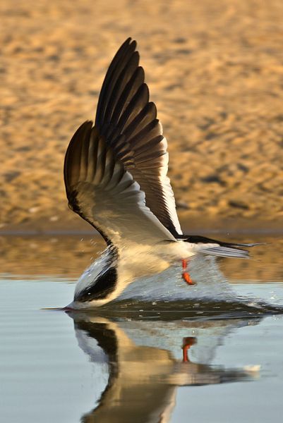 amazing_animal_closeups_640_33.jpg