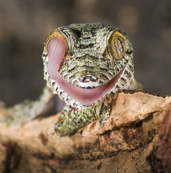 amazing_animal_closeups_640_34.jpg