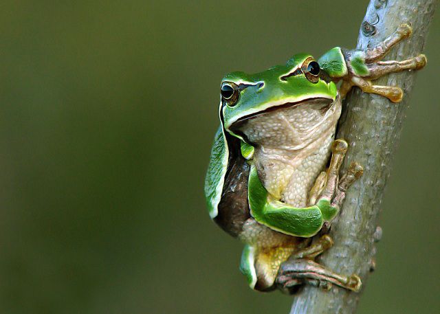amazing_animal_closeups_640_35.jpg