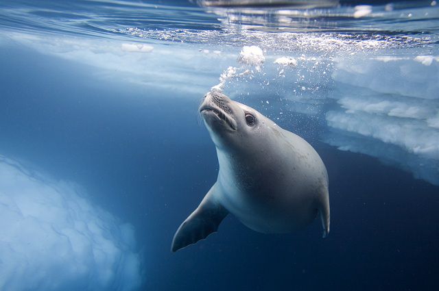 amazing_animal_closeups_640_36.jpg