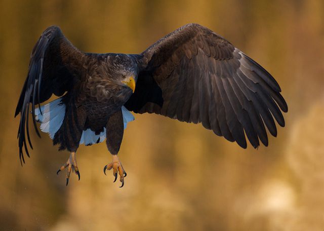amazing_animal_closeups_640_38.jpg