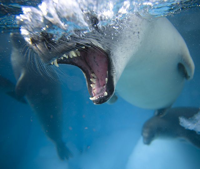 amazing_animal_closeups_640_40.jpg