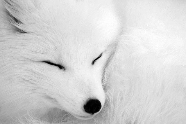 amazing_animal_closeups_640_41.jpg