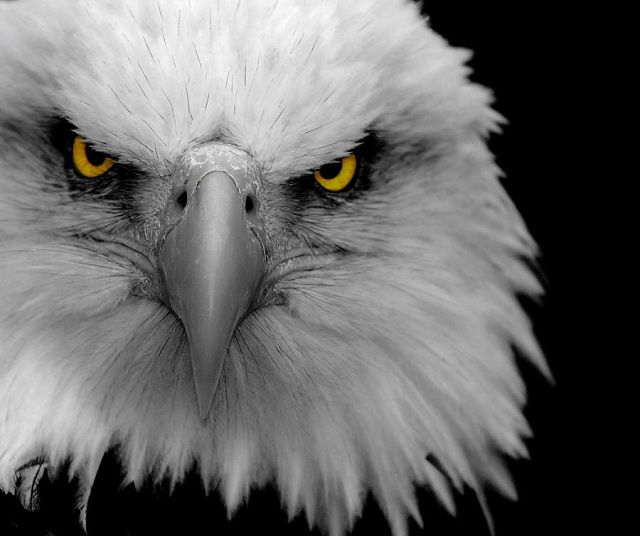 amazing_animal_closeups_640_42.jpg