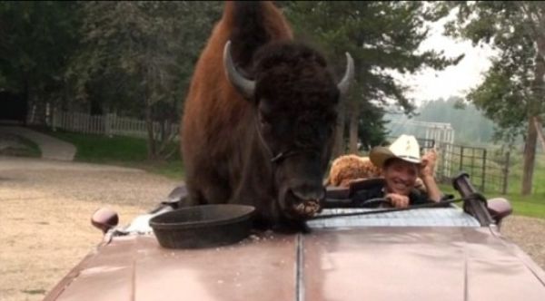 Buffalos Can Also Be Amazing House Pets