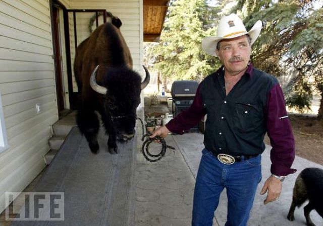 Buffalos Can Also Be Amazing House Pets