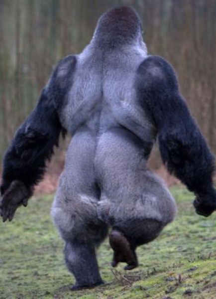 A Unique Gorilla