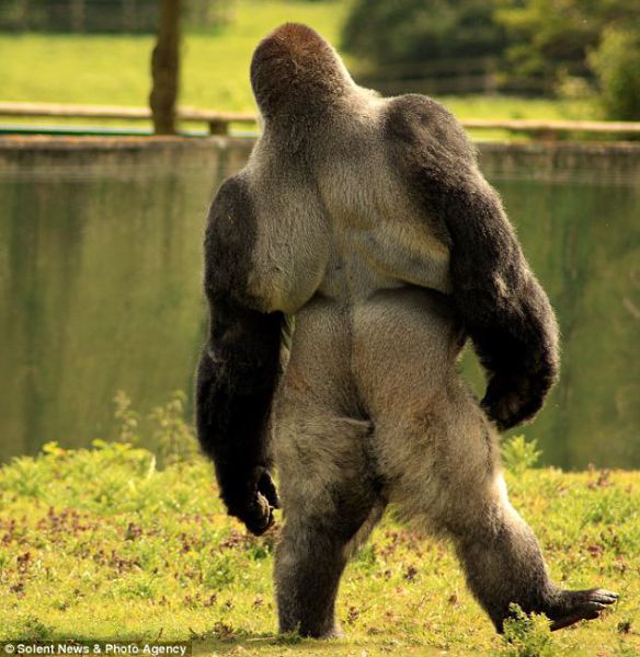 A Unique Gorilla