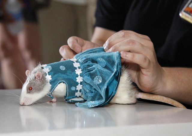 Uncanny Factoid: Rats on the Catwalk