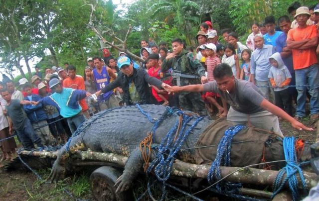 Giant Crocodile Captured in Philippines ‎